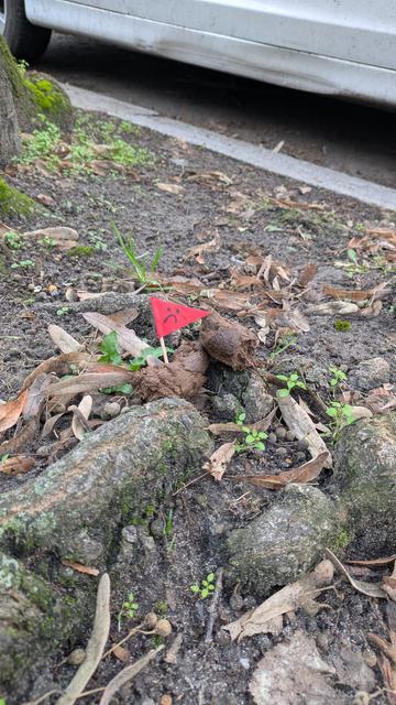 Das Bild zeigt einen Haufen Hundekot am Fuße eines Baumes, der mit einer kleinen roten Fahne markiert ist. Auf der Fahne ist ein trauriges Gesicht gezeichnet. Der Boden ist mit Erde, Blättern und kleinen Pflanzen bedeckt. Im Hintergrund ist ein Teil eines weißen Autos zu sehen. Das Bild vermittelt den Eindruck, dass der Hundehalter den Kot nicht weggeräumt hat.