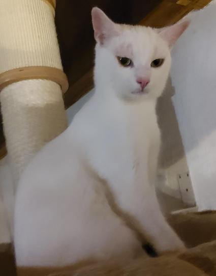 Ein weißer Kater sitzt auf der Plattform eines Kratzbaums und guckt in Richtung Kamera.