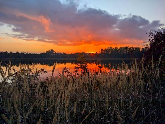 Słońce zachodzi za drzewami po drugiej stronie oświetlonego na czerwono i pomarańczowo jeziora widzianego znad roślinności na brzegu.