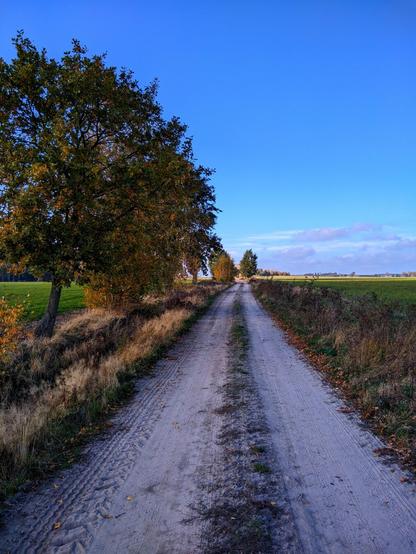 Piaszczysta droga przez pola, przy której rosną niewielkie drzewa, których liście zaczynają zmieniać kolor na żółty.