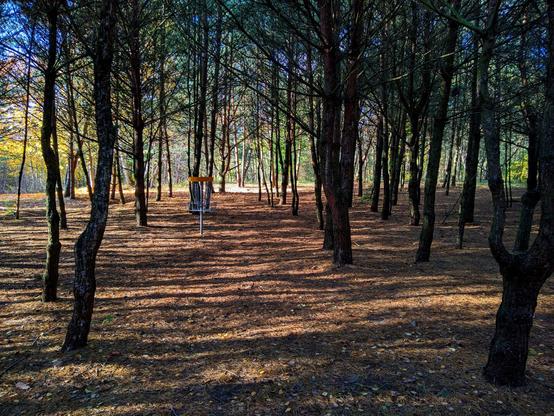 W rzadkim lesie pomiędzy drzewami stoi metalowy kosz do gry w disc golfa z żółtą obręczą u góry.