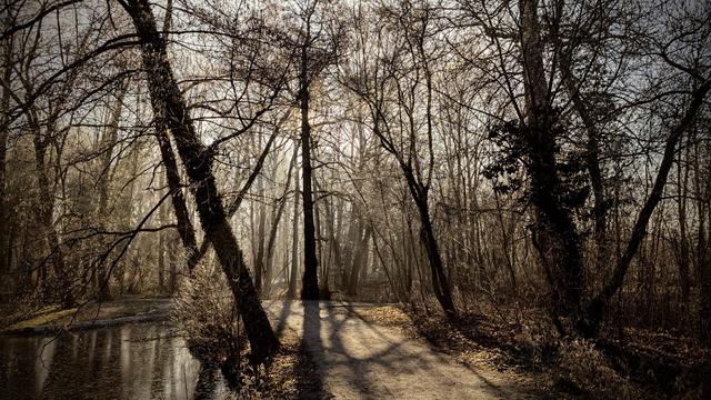 Foto in den Wald hinein. Ein Teichufer liegt links vom Weg. Die Sonne scheint frontal durch die unbelaubten Bäume, die dunkel aufragen. Der Baum in Zentrum verdeckt die Sonne, sodass der Stamm sich als Schatten auf dem Boden fortführt. Leicht neblig verschwinden die anderen Bäume nach hinten weg.

Das Bild ist fast monochrom, leicht bräunlich gehalten.