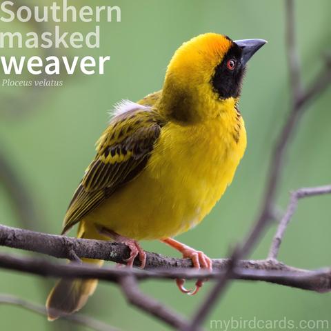 🌍 Southern masked weaver (Ploceus velatus)

The Southern masked weaver, also known as the African masked weaver, is a small bird found in southern Africa. Males are striking, with a black face mask contrasting with an orange-yellow head and bright yellow underparts. Females are duller brown. They are sociable birds, often seen in large flocks. These weavers are known for their intricate, woven nests, typically suspended from branches.

Conservation status: Least Concern (IUCN 3.1)

📷: Photo by craftymee111 via Pixabay 

XIHD
