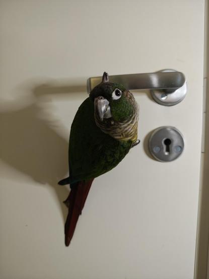 Our bird Capri hanging from doorhandle