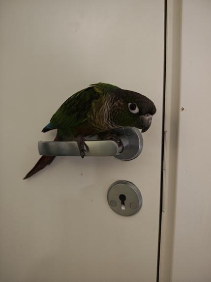 Our bird Capri hanging from doorhandle
