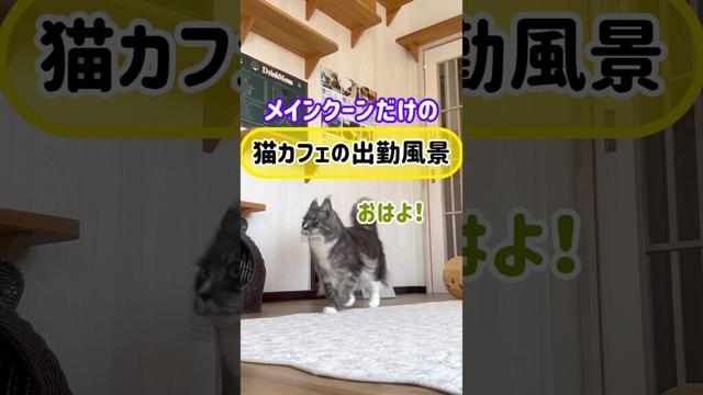 メインクーンだけの【猫カフェの出勤風景】#cat #cooncat #mainecoon #ねこ