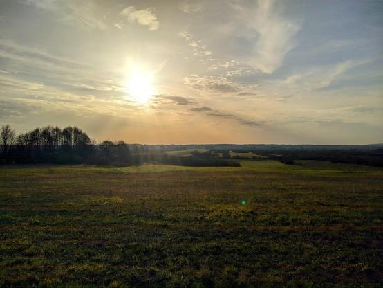 Przecięte drzewami i krzewami łaki, skąpane w porannym słońcu.