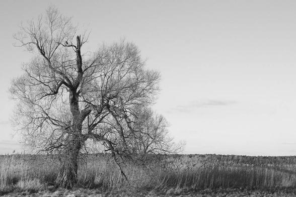 Schwarz-Weiß-Foto: Ein großer, kahler Baum, umgeben von dürrem Schilf
