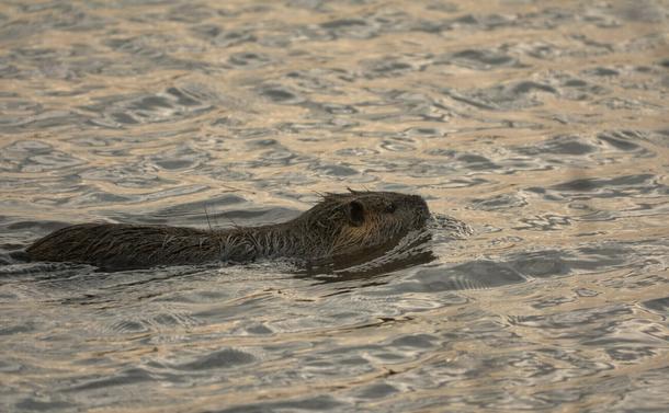 Un ragondin qui nage dans l'eau d'un étang