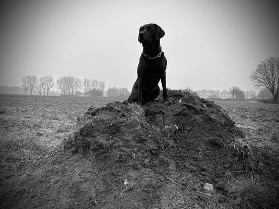 Dog on top of the highest mountain in the area
(Appr. 4ft)