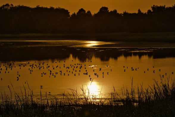 The setting sun bathes the marsh in gold, reflecting off the water and silhouetting the avocets, sandpipers, grasses, and trees.