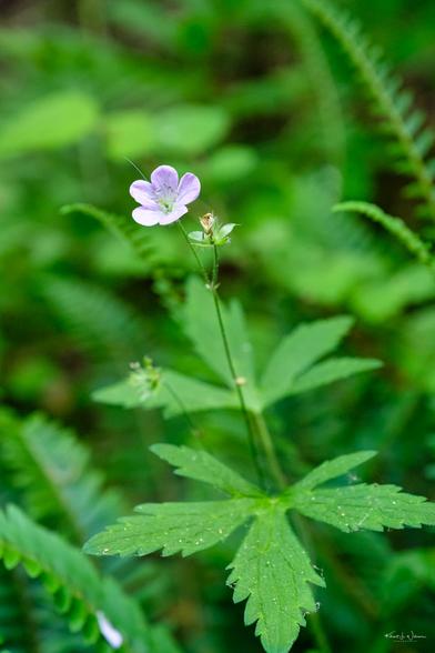 Wild Geranium