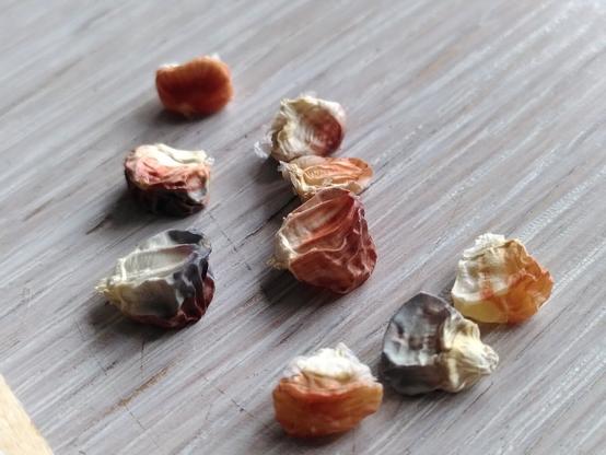 A few sweet corn kernels with finer wrinkles possibly extra sweet genes on those