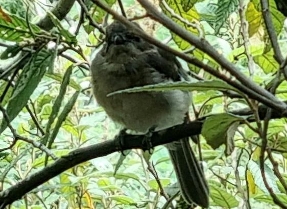 Sitting on a branch is a small bird. It has darker upper body colouring and a grey chest and lower body.