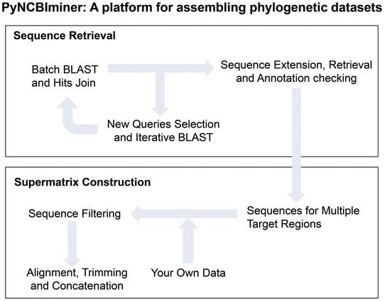 Flow diagram describing how PyNCBIminer facilitates sequence retrieval and supermatrix construction during the assembly of phylogenetic datasets.