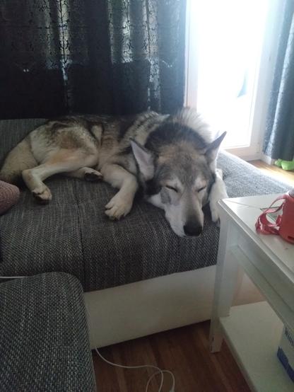 Tamaskandog sleeping
