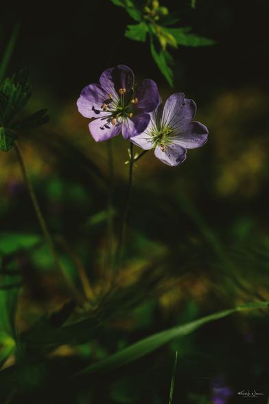 Wild Geranium (Geranium maculatum)
