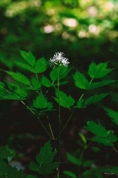 White baneberry flower (Actaea pachypoda)