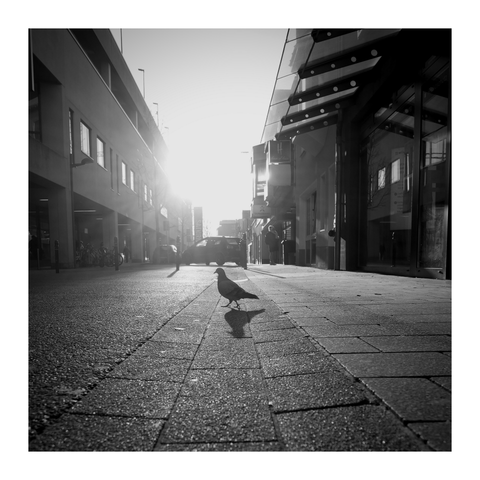 Eine Taube läuft im Gegenlicht einer tief stehenden Sonne durch über eine Straße. Im Hintergrund wendet ein Auto.