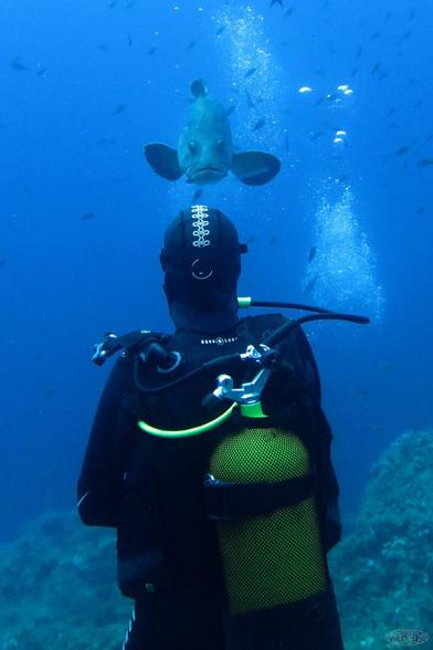 Grouper paradise 2021 La Gabinière
« Tu entres dans mon domaine »
#grouper #merou #portcros #nationalpark #nature #fish #scuba #hyeres