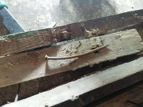 A bent nail on an old plank. The forward bit that was in a log is smooth, with minimal surface rust and the tip is still sharp. The head is mangled from being grabbed by a tool and yanked out.