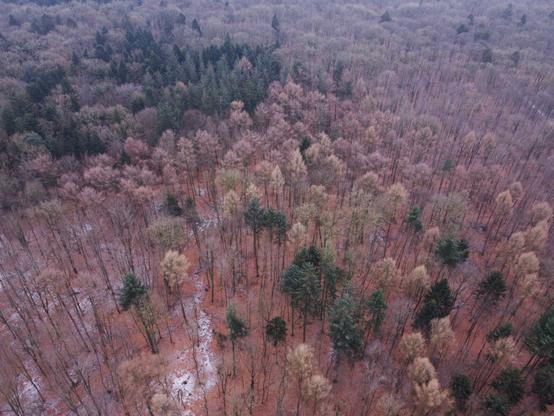 Ein Wald im Winter aus der Vogelperspektive.