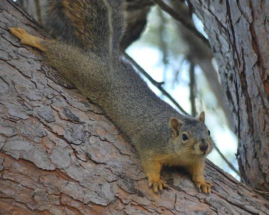 A female fox squirrel laid out flat against a pine trunk. She’s angled downwards with her tail fluffed, head raised looking at me as we share a laugh about her being chased.