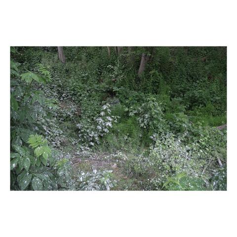 scrubby woods of invasive species covered in a strange white residue in the foreground