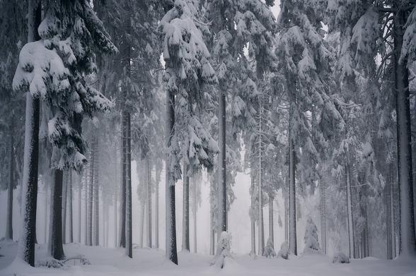 The photo shows coniferous trees in a forest during a whiteout. The branches are so full of snow that they are hanging very deep. Everything seems black and white due to very little contrast.