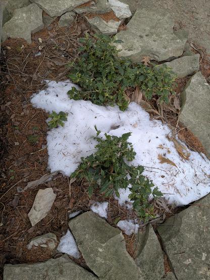 Two Osmanthus heterophyllus 'Goshiki' plants peek out of snow.