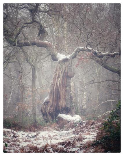 An ancient oak stands like a dancer with it's arms outstretched either side. Frost clings to its branches and snow covers golden ferns in the foreground.