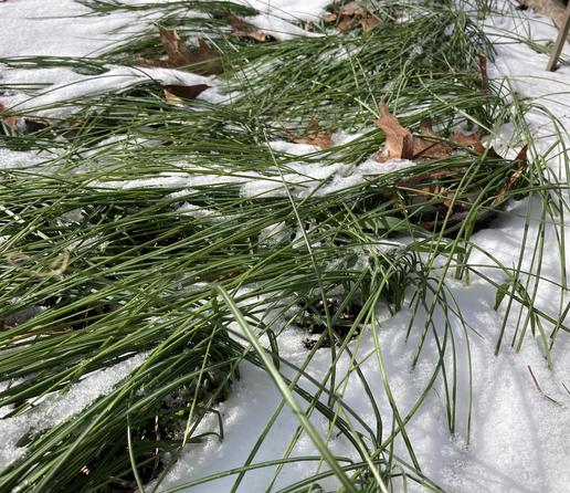 Bed of Saffron plants in the winter. The long spiky green shoots are relatively flattened covered partially by snow.