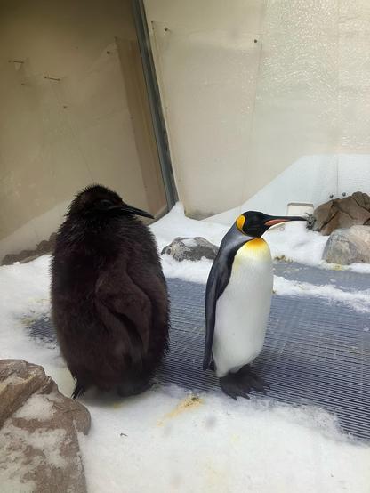 Two penguins in an aquarium. One is brown, fat and fluffy. The other is black and white with yellow around the head