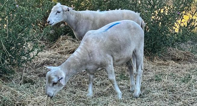 The lambs yesterday. They each have a blue stripe painted on their back. The farmer uses this to determine what month they were born in. Blue is for September.