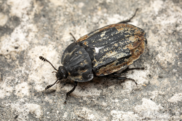 macro photograph from near top view of a large, flattened black beetle walking on a gray stone substrate. The beetle is covered in gross brownish crud.
