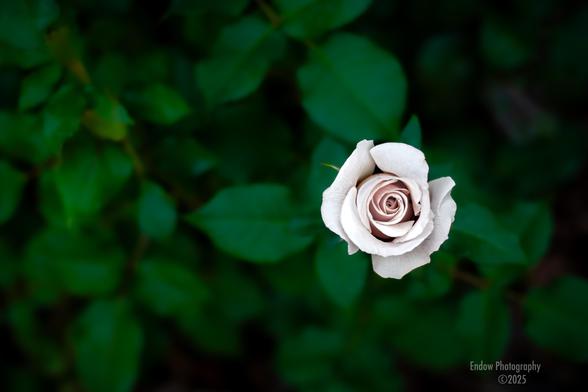 A white rose positioned in front of a background of green leaves.