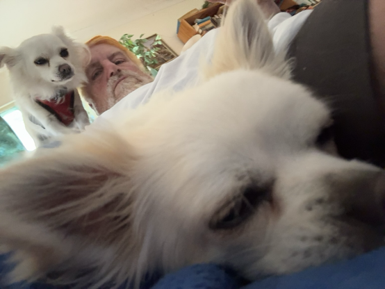 2 chihuahuas on a couch with a person watching the Australian Open tennis on TV