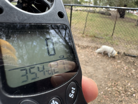 A digital thermometer showing it was 35.4C at the dog park today