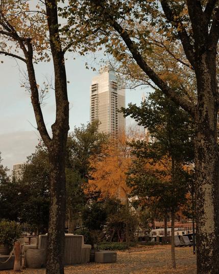 View of a tall modern skyscraper, the Zalmhaven, peeking through trees with golden autumn leaves, creating a contrast of urban architecture and nature. Taken with a Fuji X-T1.