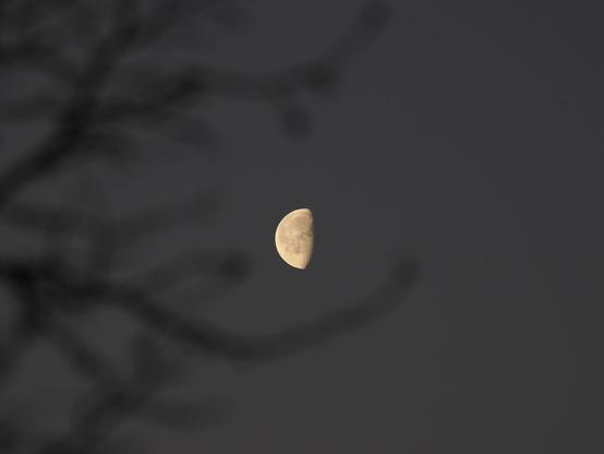 Ein etwas mehr als halber Mond, der Himmel ist sehr dunkel aber nicht ganz schwarz, um den Mond herum sind unscharf noch etwas dunkler unscharf kahle Äste zu sehen.