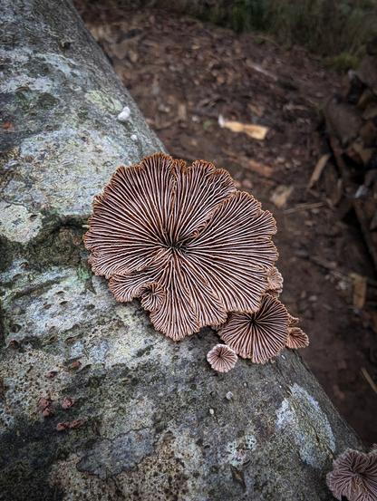 Photo d'un champignon, le Schizophylle commun. Toxique.