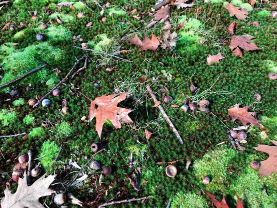 A field of dark green moss with patches scattered about of longer, lighter green moss. Here and there on the moss are brown fallen oak leaves and acorns.