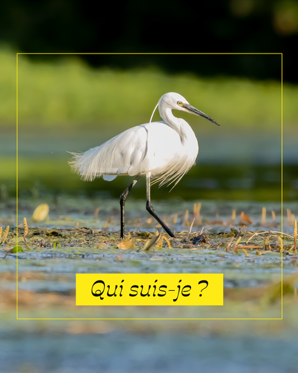 Un oiseau blanc au long bec marchand dans les eaux de la Loire...