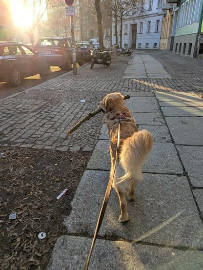 A Golden carrying a big fat stick in his mouth walks into the rising sun in a city setting, away from the camera. The light shines on him through a stretch of road between residential buildings, emphasizing the happy state he is in (tail pointing upwards, pose directed swiftly forward)