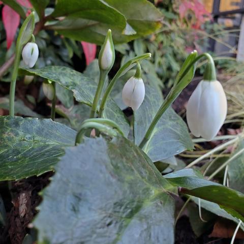 A low-angle shot of three white flower buds, each on slender green stems, emerging from rich green foliage. The petals are smooth and slightly glossy, with the largest bud positioned to the right. Leaves are textured with noticeable veins, providing depth.
