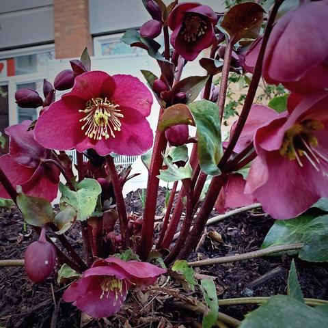 A cluster of deep pink flowers with prominent yellow stamens is surrounded by broad green leaves. Some flower buds are visible, indicating potential growth. The background shows a brick wall and an abstract outdoor setting.