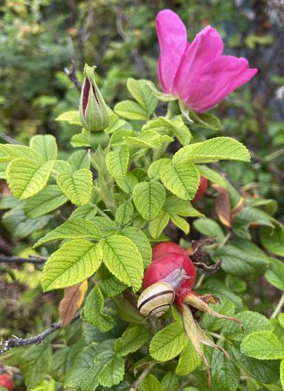 A rose bush with a tiny bud just starting to open, and a pink flower fully open, and a big deep red rose hip, with a snail on the rose hip
