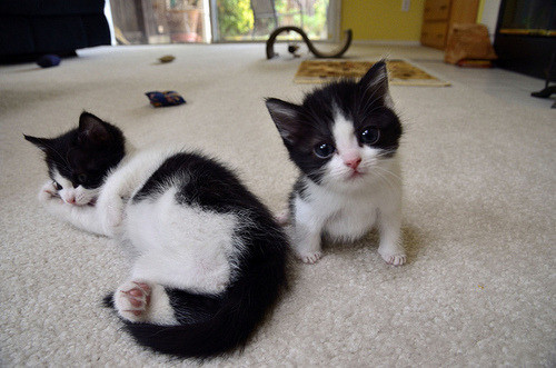 Photo of two black and white tuxedo kittens with pink noses and pink toebeans.