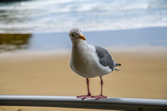 A Gull perched on a balcony railing, giving a curious stare