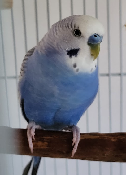 A blue and white budgie sitting on a natural wooden perch